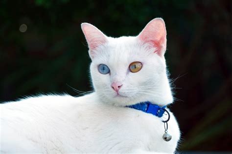 RULES OF REGISTRATION 2018 BREED NAME: KHAO .